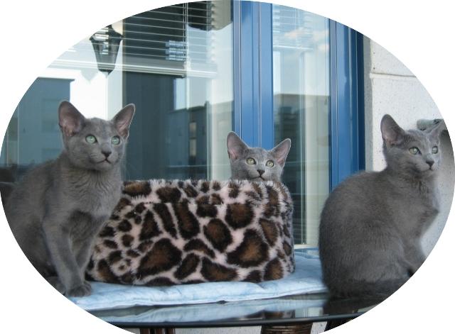 13 weeks Constantino Celestina Carmencita